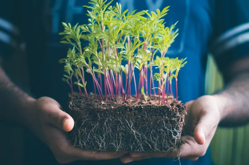 What Lives Beneath: The Fungal Underground That's Quietly Transforming Organic Farming
