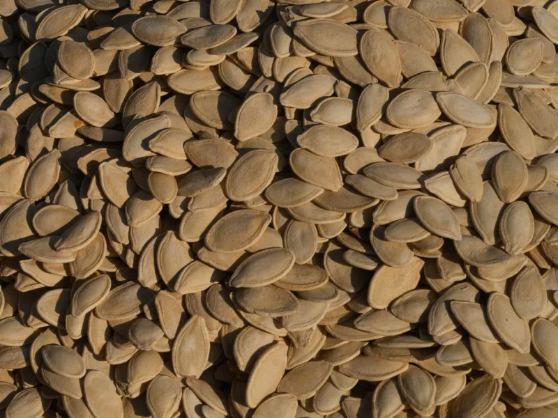 Vanishing from the Vine: The Quiet Crisis of Heirloom Seeds and the Farmers Fighting to Save Them